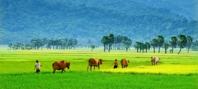 countryside in the summer